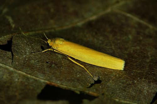 Orange Footman