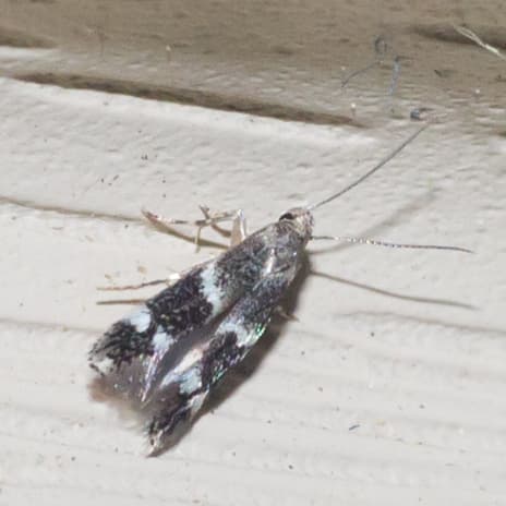 Elachista illectella