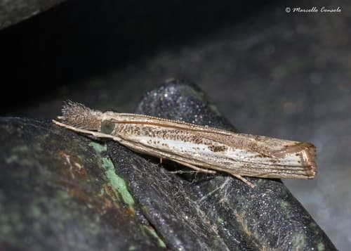 Elbow-striped Grass-veneer