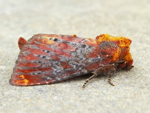 Elder Shoot Borer Moth