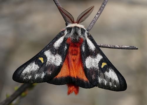 Electra Buckmoth