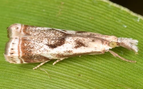 Elegant Grass-veneer