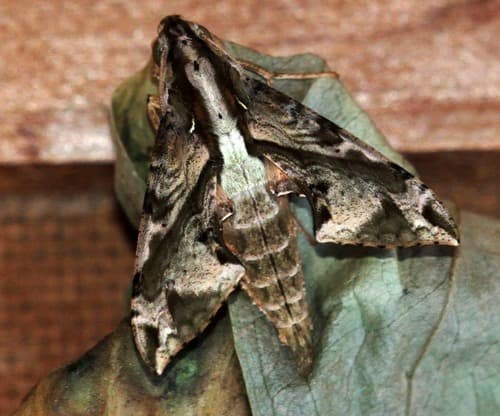 Elegant Hawkmoth