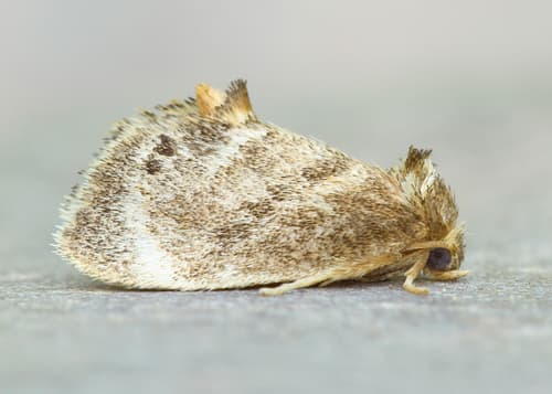Elegant Tailed Slug Moth