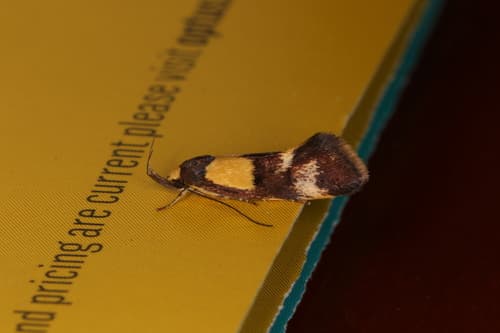 Enchronista proximella