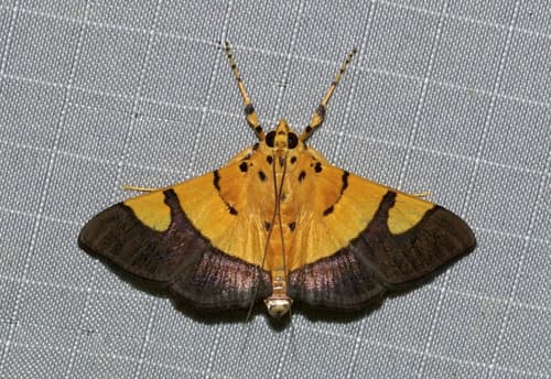 Endocrossis flavibasalis