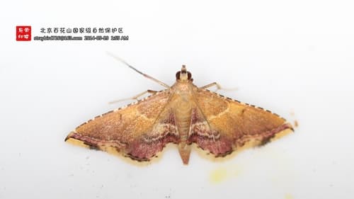 Endotricha olivacealis