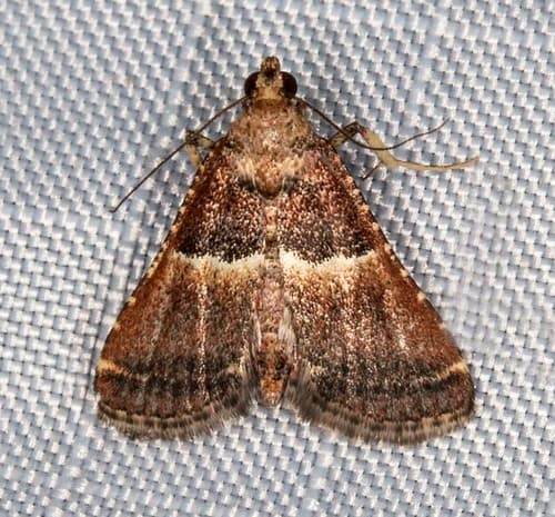 Punctate-costal Endotricha