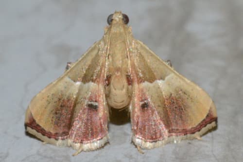 Endotricha repandalis