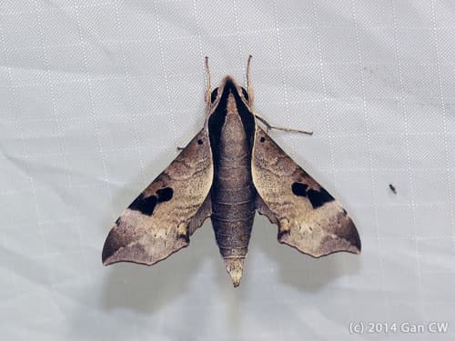 Bornean Enpinanga Hawkmoth