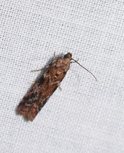 Ephestiopsis oenobarella