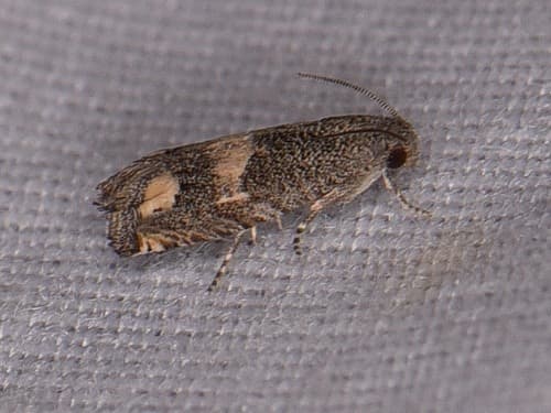 Epiblema luctuosissima