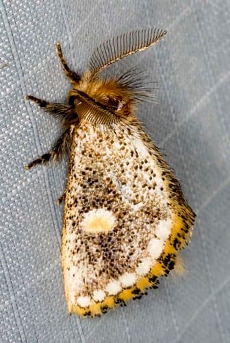 Protrahens Moth