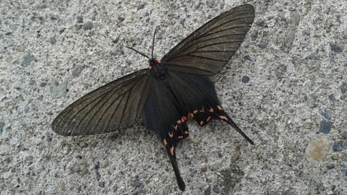 Mencia False Swallowtail