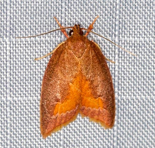 Orange-barred Epicurica