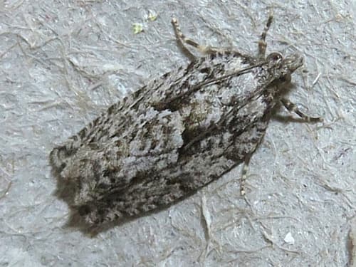 Nonana Spruce Bud Moth