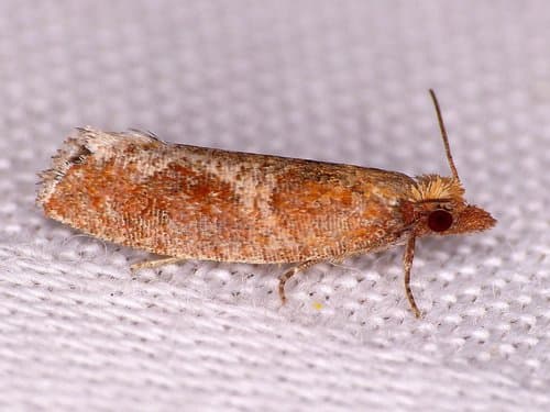 Epinotia septemberana