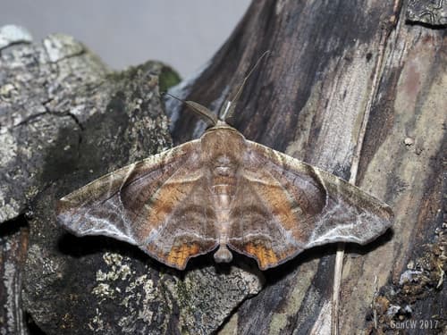 Episparis tortuosalis