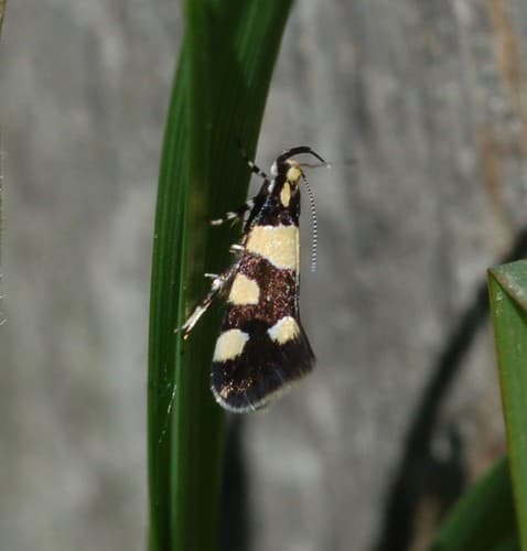 Eratophyes amasiella