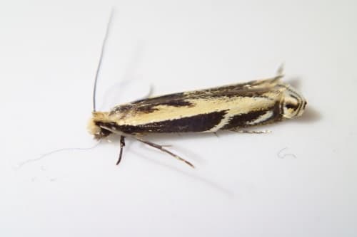 Erechthias terminella