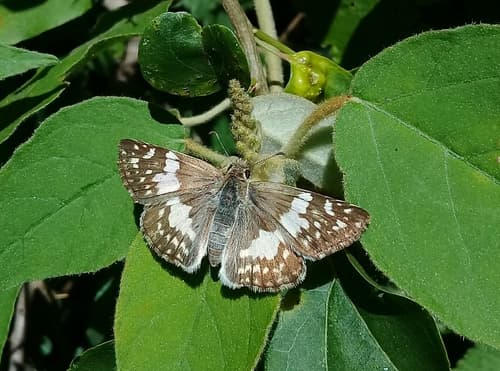 Erichson's White-Skipper