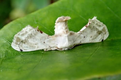 No widely accepted common name