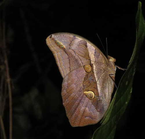 Automedon Owl-Butterfly