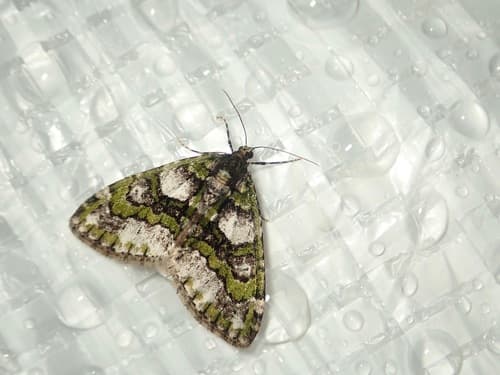 No widely accepted common name