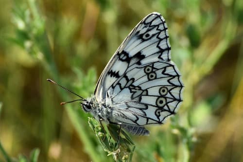 Esper's Marbled White