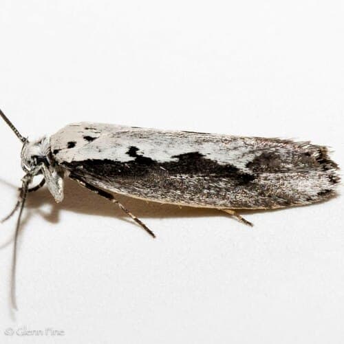 Ethmia arctostaphylella