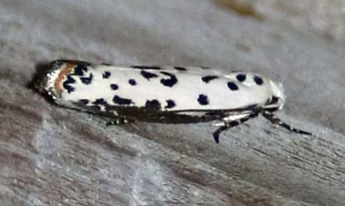 Ethmia bittenella