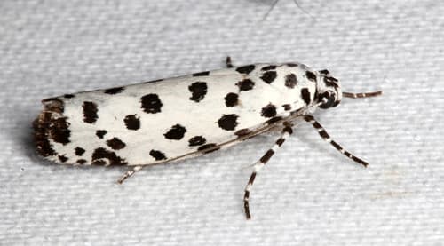 Ethmia clytodoxa