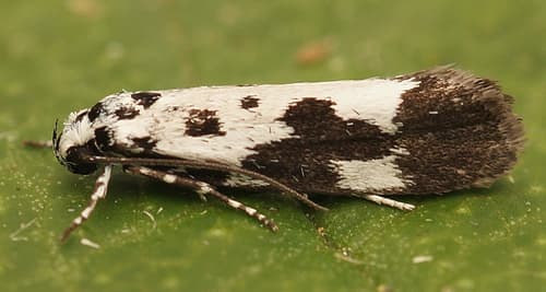 Ethmia quadrillella