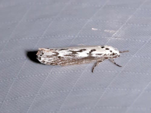 Ethmia semitenebrella