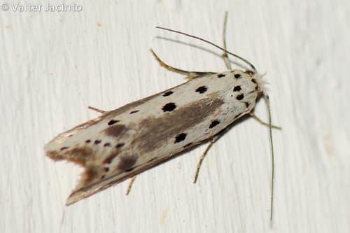 Ethmia terminella