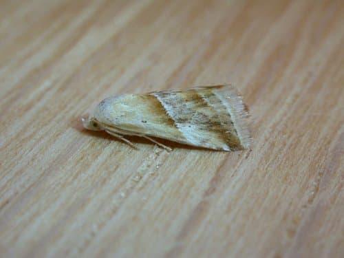 Inconspicuous Eublemma