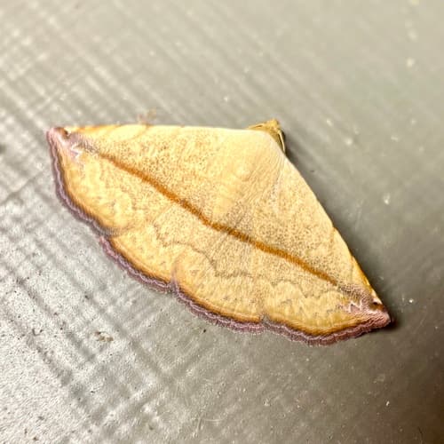 Eublemma perversicolor