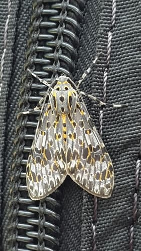 Myrina Eucereon Moth