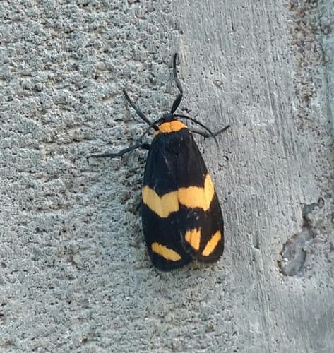 Eudesmia argentinensis