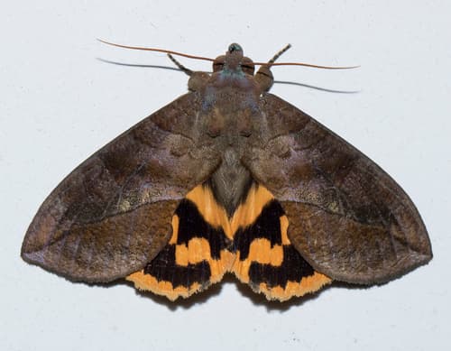 Orange Underwing Fruit Piercer
