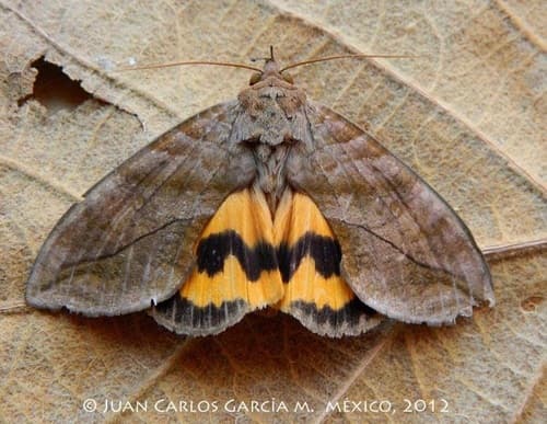 No common name found