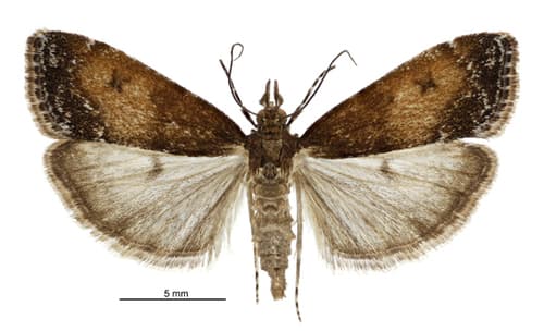 Eudonia asterisca