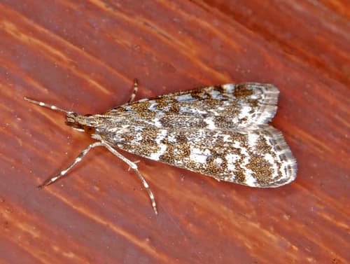 Eudonia sudetica