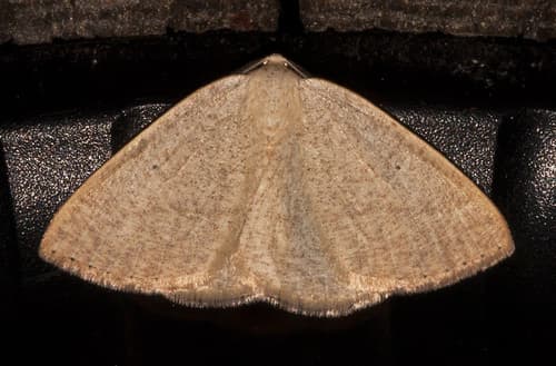 Rectifascia Drepanulatrix