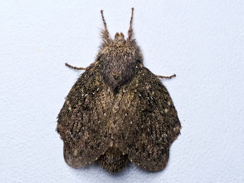 Euglyphis melancholica