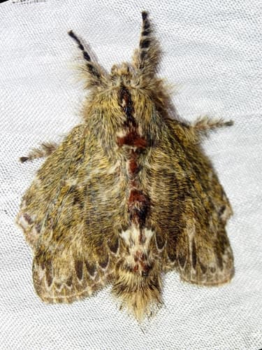 Euglyphis submarginalis