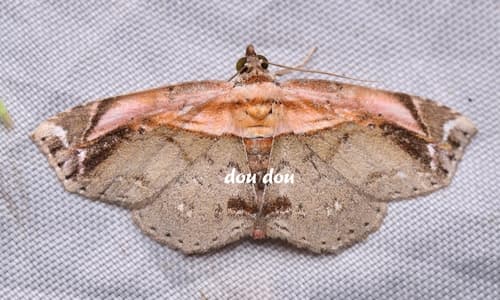 Eugnathia pulcherrima