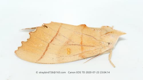 Euhampsonia cristata