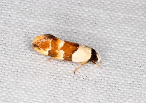 Euphiltra eroticella
