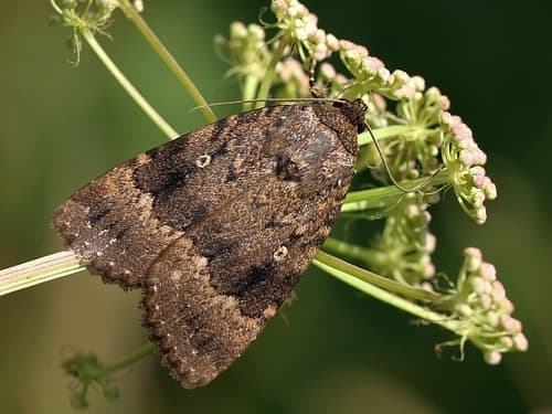 Eurasian Copper Underwing